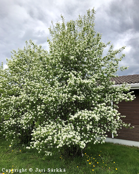 Amelanchier spicata